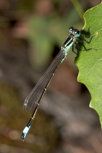 Ischnura elegans sulka haro 2.jpg