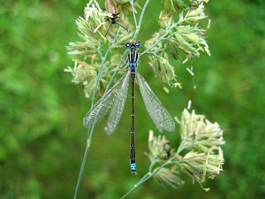 Ischnura pumilio Lappeenranta