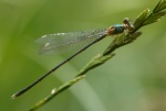 L. viridis.jpg