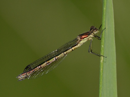 Lestes dryas f rane olsen.jpg