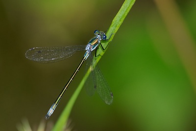 Lestes dryas m rane olsen.jpg