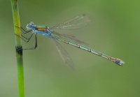 Sirokeijukorento Lestes sponsa