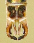 Lestes sponsa sulka haro 4B.jpg