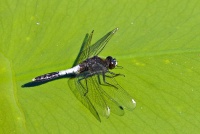 Lummelampikorento Leucorrhinia caudalis