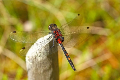 Leucorrhinia dubia sulka haro 3.jpg