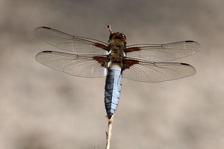 Libellula depressa sulka haro 2.jpg