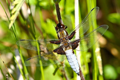 Libellula depressa sulka haro 3.jpg