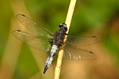 Libellula fulva sulka haro 1.jpg