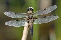 Ruskohukankorento Libellula quadrimaculata