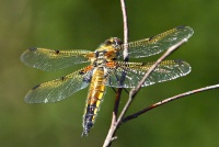 Libellula quadrimaculata sulka haro 3.jpg