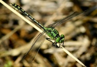 Kirjojokikorento Ophiogomphus cecilia