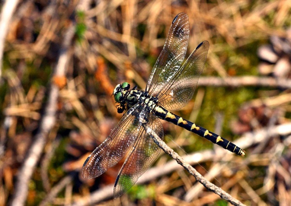 Onychogomphus forcipatus sulka haro.jpg