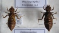 Pienoiskuva 5. huhtikuuta 2007 kello 10.51 tallennetusta versiosta