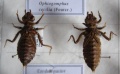 Pienoiskuva 5. huhtikuuta 2007 kello 10.54 tallennetusta versiosta