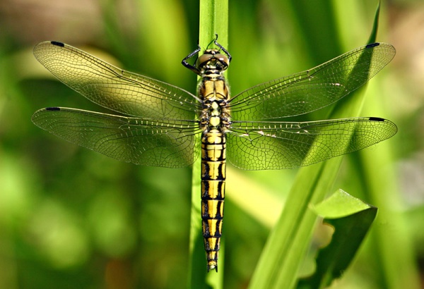 Orthetrum cancellatum.jpg