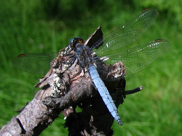 Orthetrum coerulescens18072006 Loppi makinen1.jpg