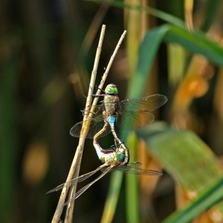 Parthenope copula sulka.jpg