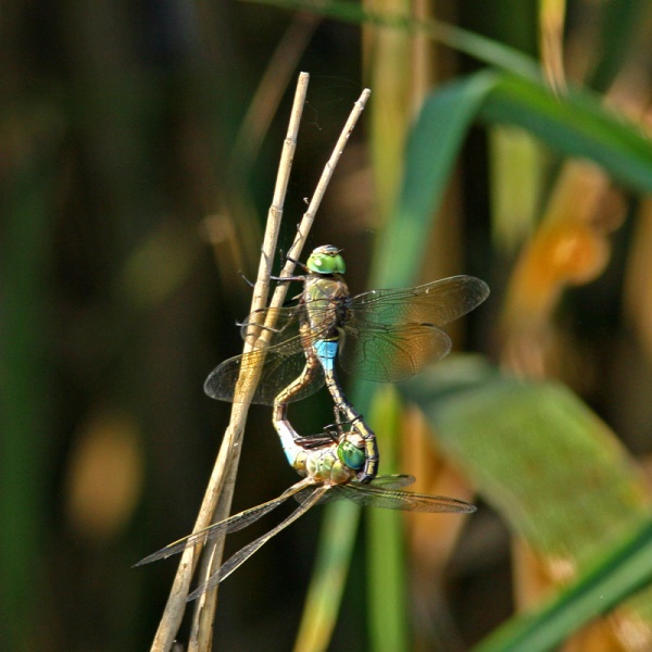 Tiedosto:Parthenope copula sulka.jpg