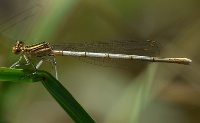 Sulkakoipikorento Platycnemis pennipes