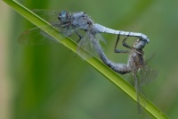 Hoikkasinikorento Orthetrum coerulescens