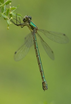 Isokeijukorento (Lestes dryas) kuuluu hentosudenkorentoihin