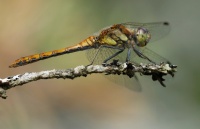 Lännensyyskorento Sympetrum striolatum