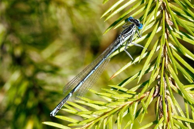 Platycnemis pennipes sulka haro 1.jpg