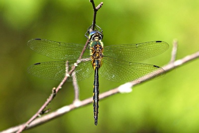 Somatochlora flavomaculata sulka haro.jpg