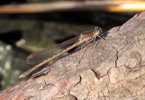 Sympecma paedisca Lappeenranta