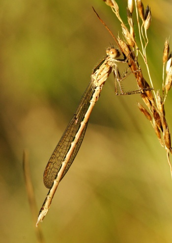 Sympecma paedisca sulka haro 1.jpg