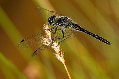 Sympetrum danae sulka haro 2.jpg