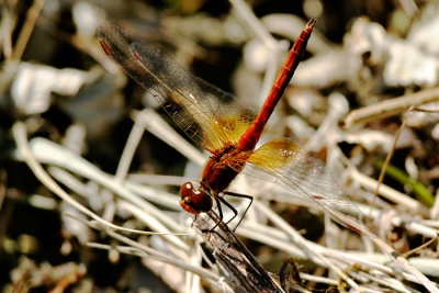 Sympetrum flaveolum sulka haro 1.jpg