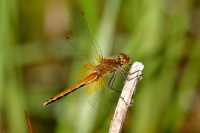 Sympetrum flaveolum sulka haro 2.jpg