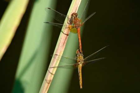 Sympetrum flaveolum sulka haro 3.jpg