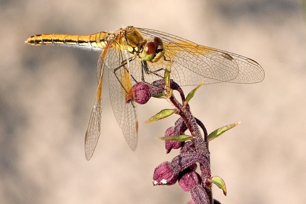 Sympetrum flaveolum sulka haro 4.jpg