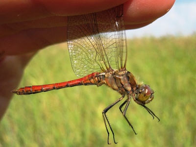 Sympetrum vulgatum 26082006.jpg